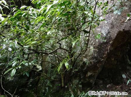 平乐石崖茶,珍贵仅次于金花茶 - 巢湖生活资讯 - 巢湖28生活网 ch.28life.com