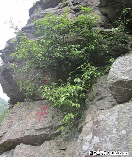 平乐石崖茶,珍贵仅次于金花茶 - 巢湖生活资讯 - 巢湖28生活网 ch.28life.com