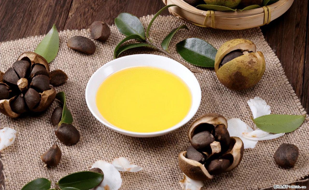 揭秘茶油的5大核心营养成分！被称为人体健康的“守护盾”！ - 巢湖生活资讯 - 巢湖28生活网 ch.28life.com