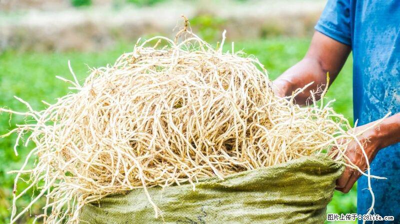 堪称“最难吃”的蔬菜，却是 “抗辐射神器”，还能护肺、清热、止咳化痰！ - 巢湖生活资讯 - 巢湖28生活网 ch.28life.com