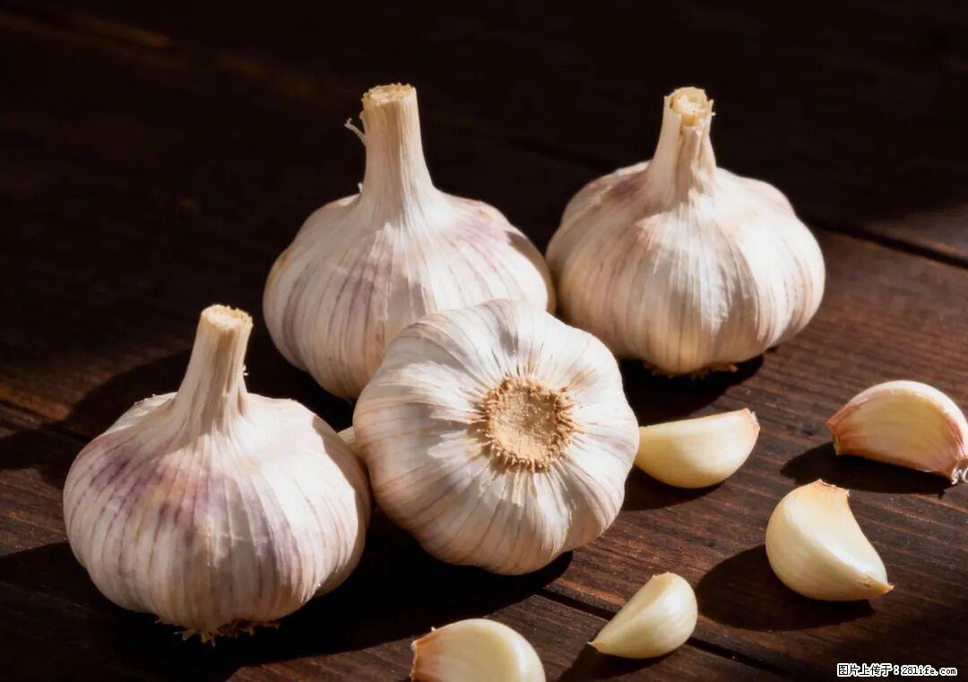 关于大蒜，除了“天然抗生素”，这4个谣言更该警惕! - 巢湖生活资讯 - 巢湖28生活网 ch.28life.com