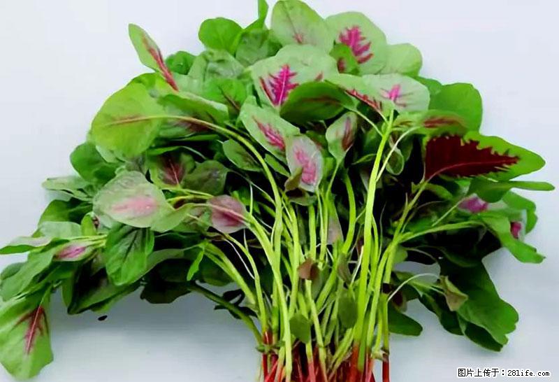 这些蔬菜是“天然钙片”，这6种被医生重点推荐 - 巢湖生活资讯 - 巢湖28生活网 ch.28life.com