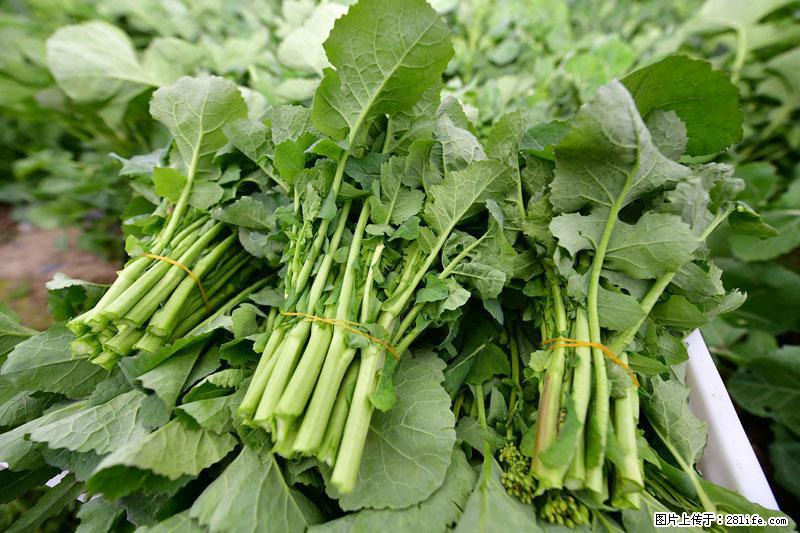 这些蔬菜是“天然钙片”，这6种被医生重点推荐 - 巢湖生活资讯 - 巢湖28生活网 ch.28life.com